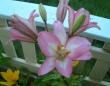 tn_gallery_7440_639_32936.jpg