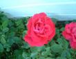 tn_gallery_7440_639_36701.jpg