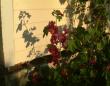 tn_gallery_7440_639_976.jpg