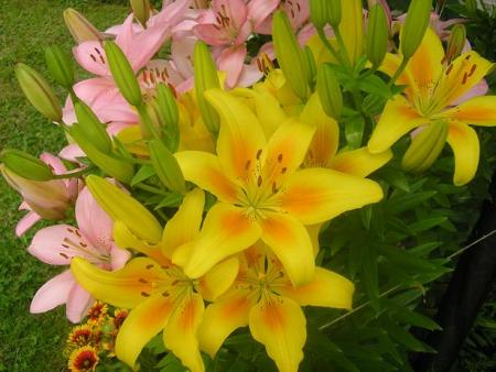 gallery_5006_797_39481.jpg