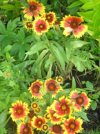 gallery_5006_797_8908.jpg