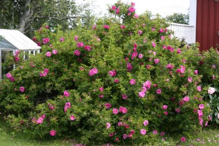 gallery_5169_773_398860.jpg