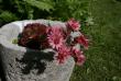 tn_gallery_5169_702_218791.jpg