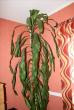 tn_gallery_7597_849_16764.jpg
