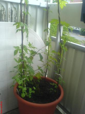 gallery_10811_808_123864.jpg