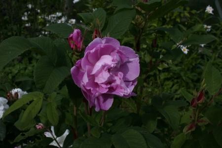 gallery_5169_773_174295.jpg
