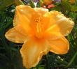 tn_gallery_1786_40_71000.jpg
