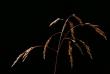 tn_gallery_4816_75_33888.jpg