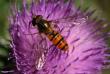 tn_gallery_4816_75_77713.jpg
