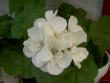 tn_gallery_9134_758_36.jpg