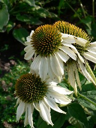 gallery_9384_856_300.jpg