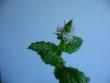 tn_gallery_4113_63_18286.jpg