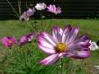 tn_gallery_9384_856_90967.jpg