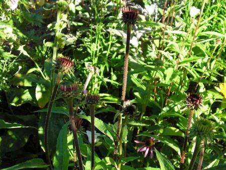 gallery_4198_587_33150.jpg
