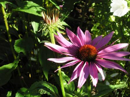 gallery_4198_587_93879.jpg
