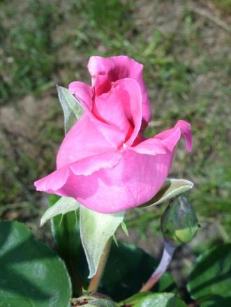 gallery_5307_533_74750.jpg