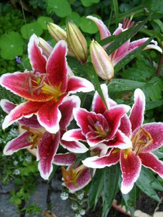 gallery_5307_536_73691.jpg