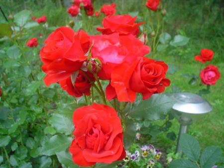 gallery_9983_709_49733.jpg