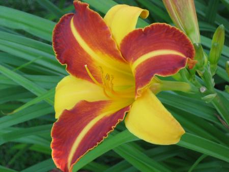gallery_10539_40_162059.jpg