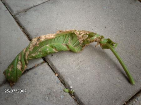 gallery_11695_864_58912.jpg