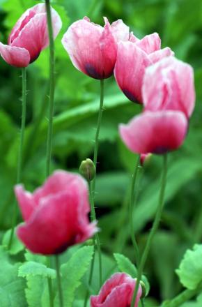 gallery_9041_862_164625.jpg