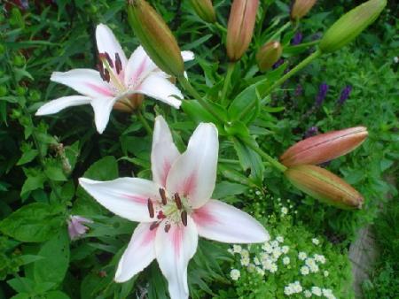 gallery_9983_627_30754.jpg