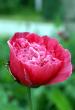 tn_gallery_9041_862_109471.jpg