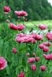 tn_gallery_9041_862_56893.jpg