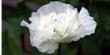 tn_gallery_9041_862_9883.jpg