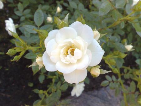 gallery_10461_868_160287.jpg