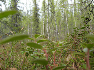 gallery_11568_878_50777.jpg