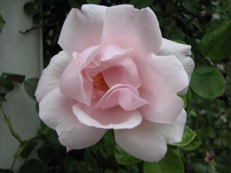gallery_11610_890_8739.jpg