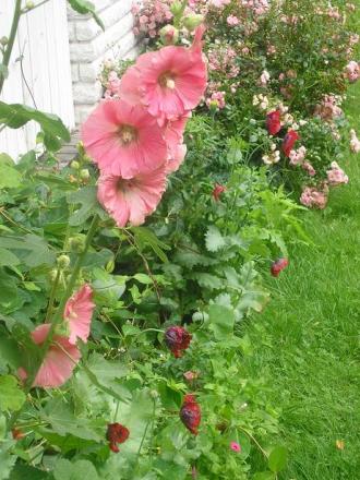 gallery_5006_797_77827.jpg