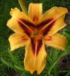 tn_gallery_1786_40_136538.jpg