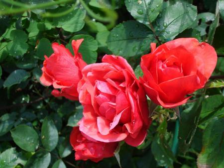 gallery_5714_779_16293.jpg