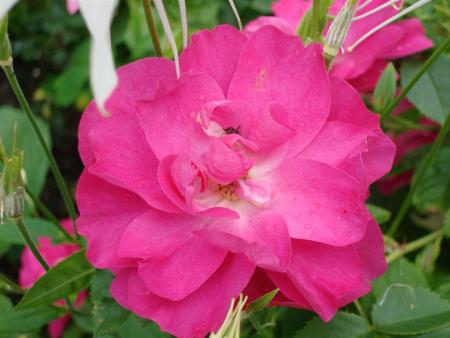 gallery_5714_779_2622.jpg