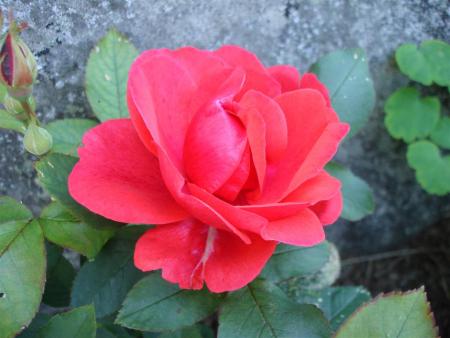 gallery_5714_779_69511.jpg