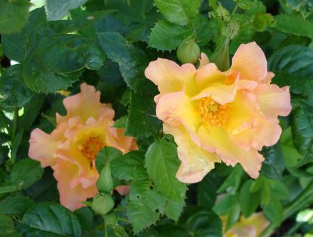 gallery_5714_779_86980.jpg