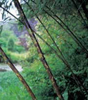 gallery_11756_900_7660.jpg