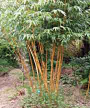 gallery_11756_900_771.jpg