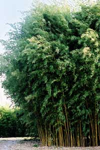 gallery_11756_900_9100.jpg