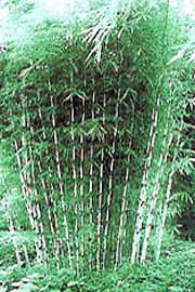 gallery_11756_903_2502.jpg