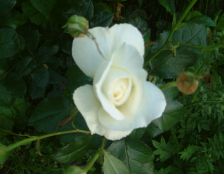 gallery_7440_640_36537.jpg