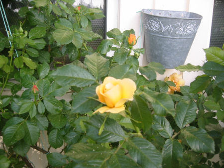 gallery_7440_640_39583.jpg