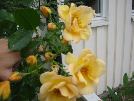 gallery_7440_640_47219.jpg