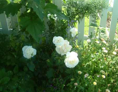 gallery_7440_640_59466.jpg