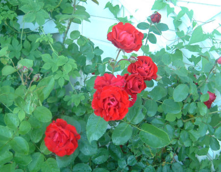 gallery_7440_640_6089.jpg