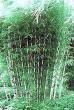 tn_gallery_11756_903_2502.jpg