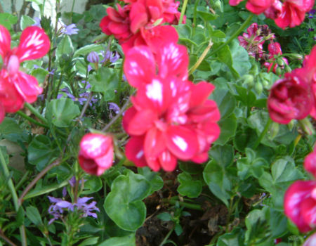 gallery_7440_349_11140.jpg