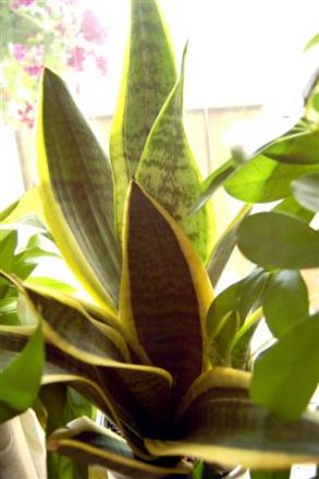gallery_11596_905_25783.jpg